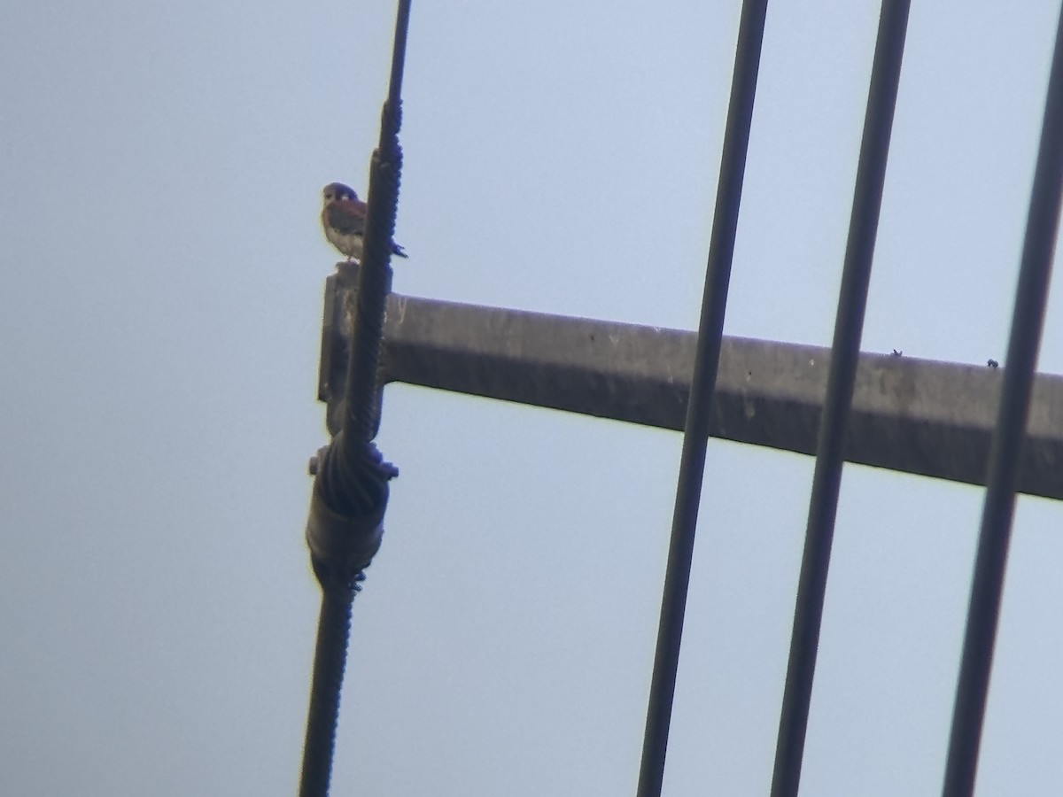 American Kestrel - ML647209493