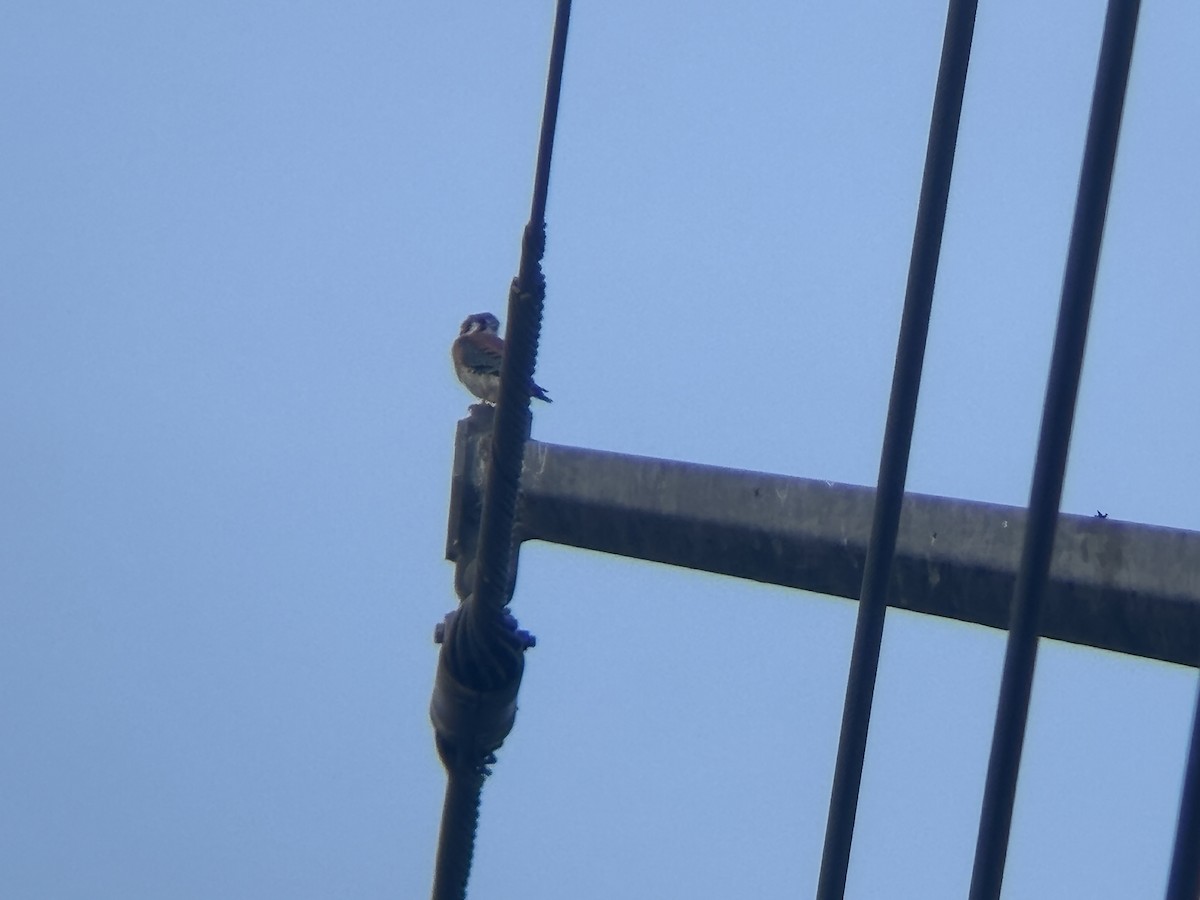 American Kestrel - ML647209494