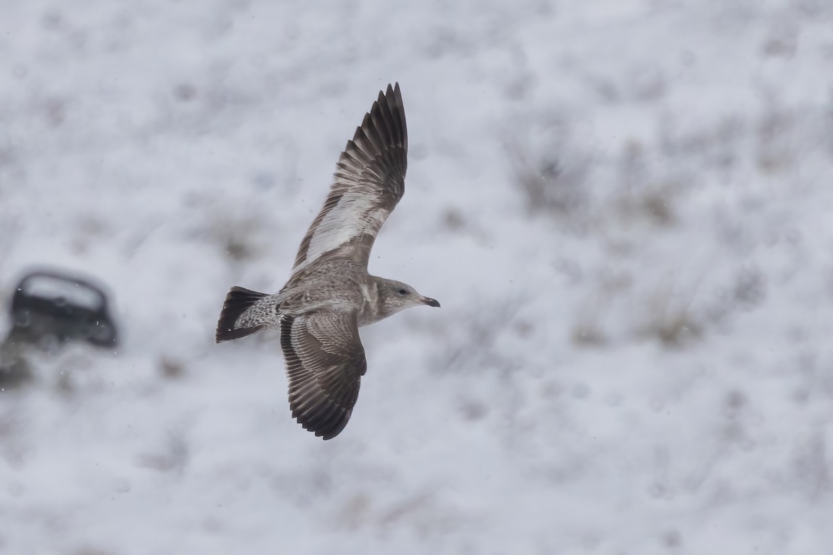 American Herring Gull - ML647209500