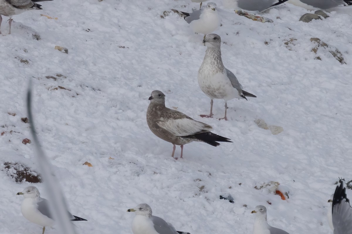 American Herring Gull - ML647209501