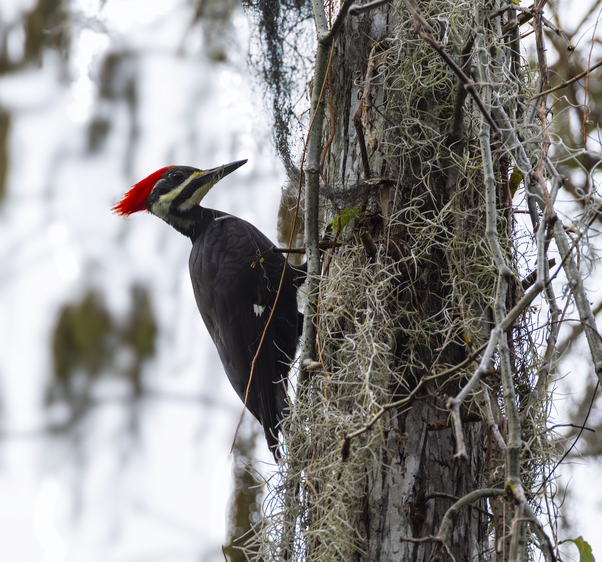 Pileated Woodpecker - ML647209507