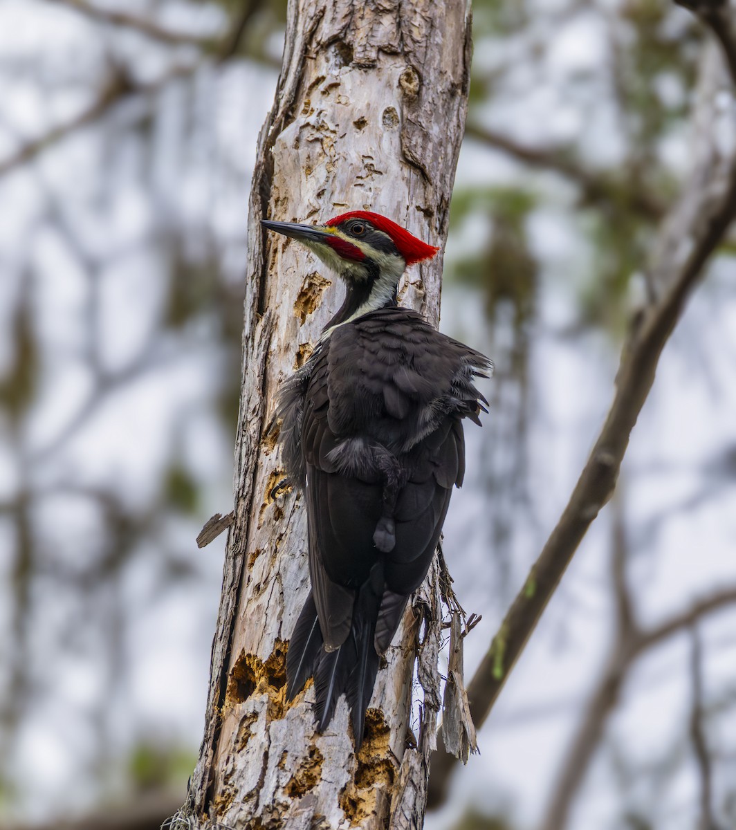 Pileated Woodpecker - ML647209508