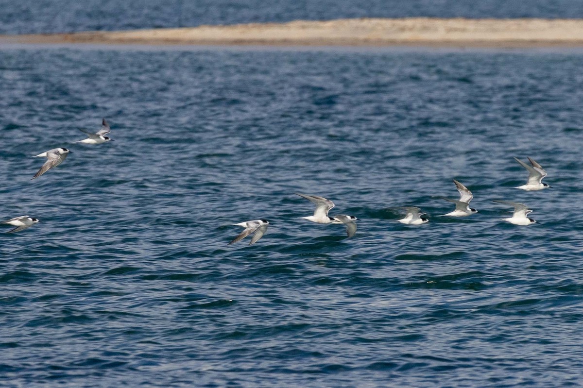 Common Tern (longipennis) - ML647209510