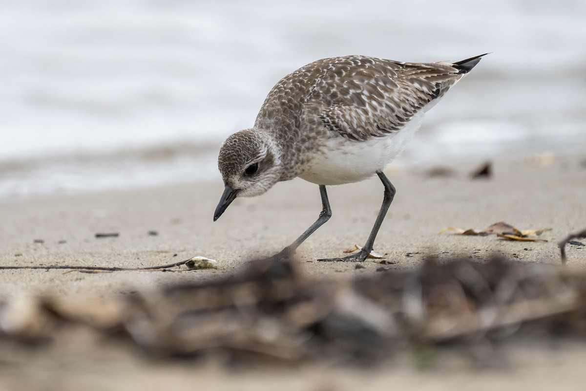 kulík bledý - ML647209512