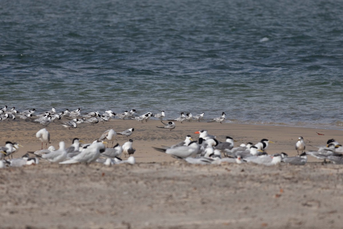 Common Tern (longipennis) - ML647209518