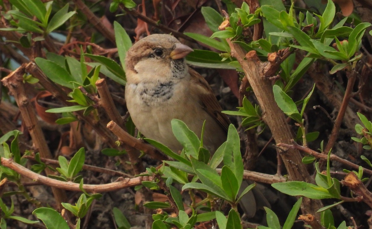 דרור הבית - ML647209523