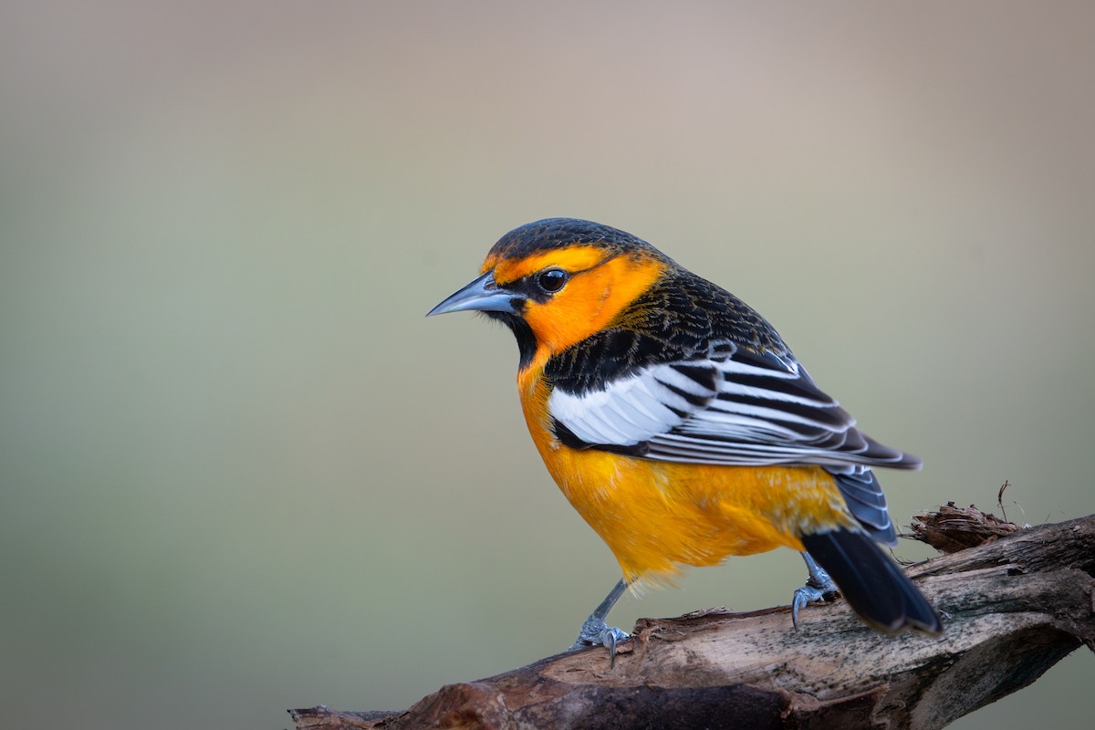 Turpial de Bullock - ML647209536