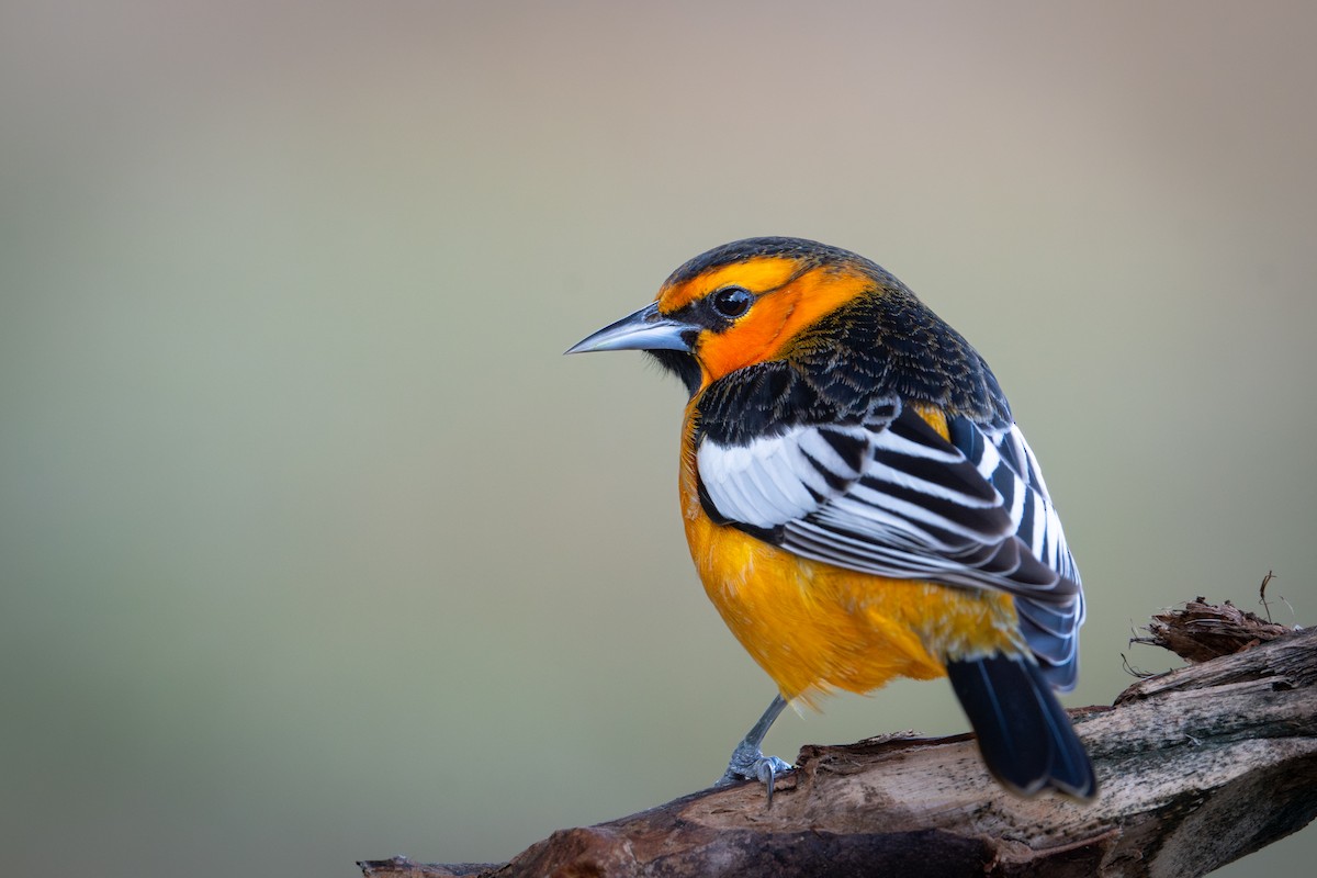 Turpial de Bullock - ML647209537