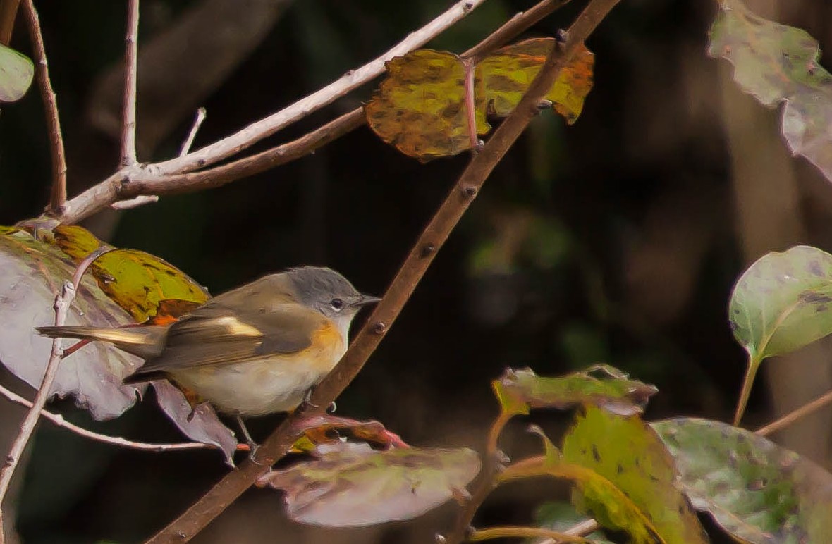 סבכון חכלילי - ML647209538