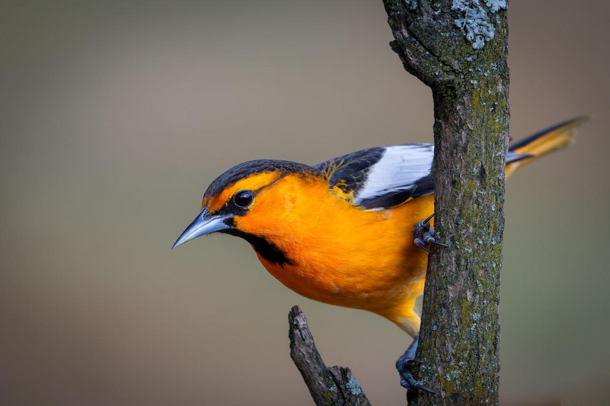 Turpial de Bullock - ML647209539