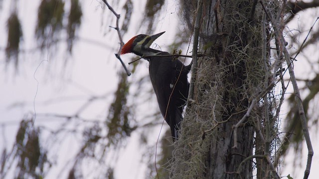 Pileated Woodpecker - ML647209547