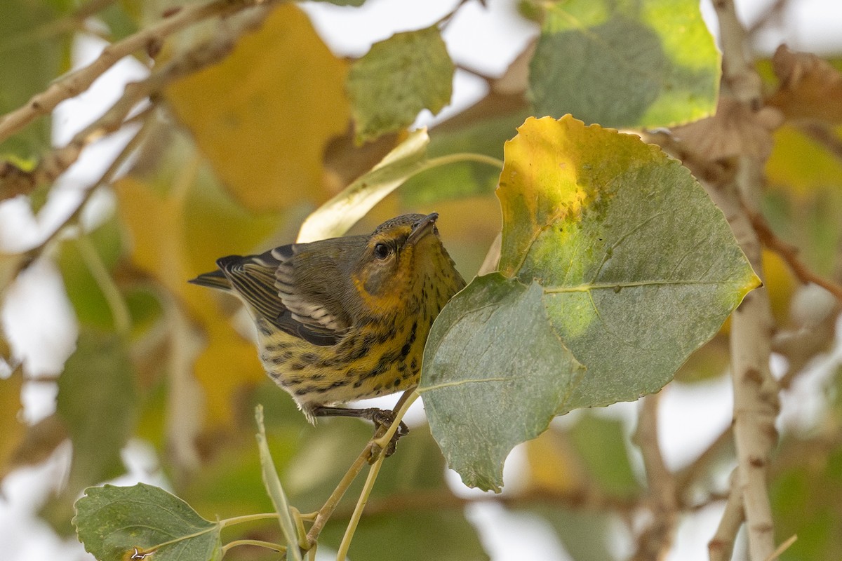 Cape May Warbler - ML647209551