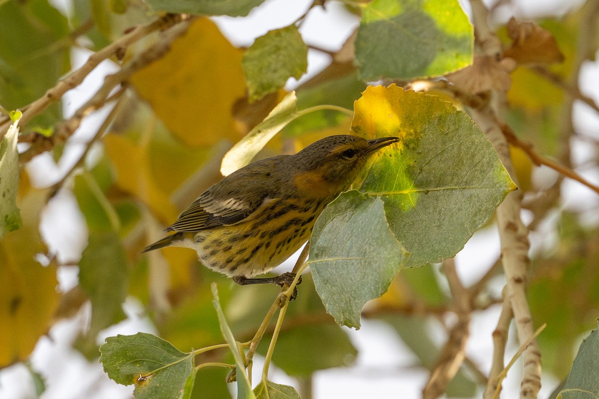 Cape May Warbler - ML647209552