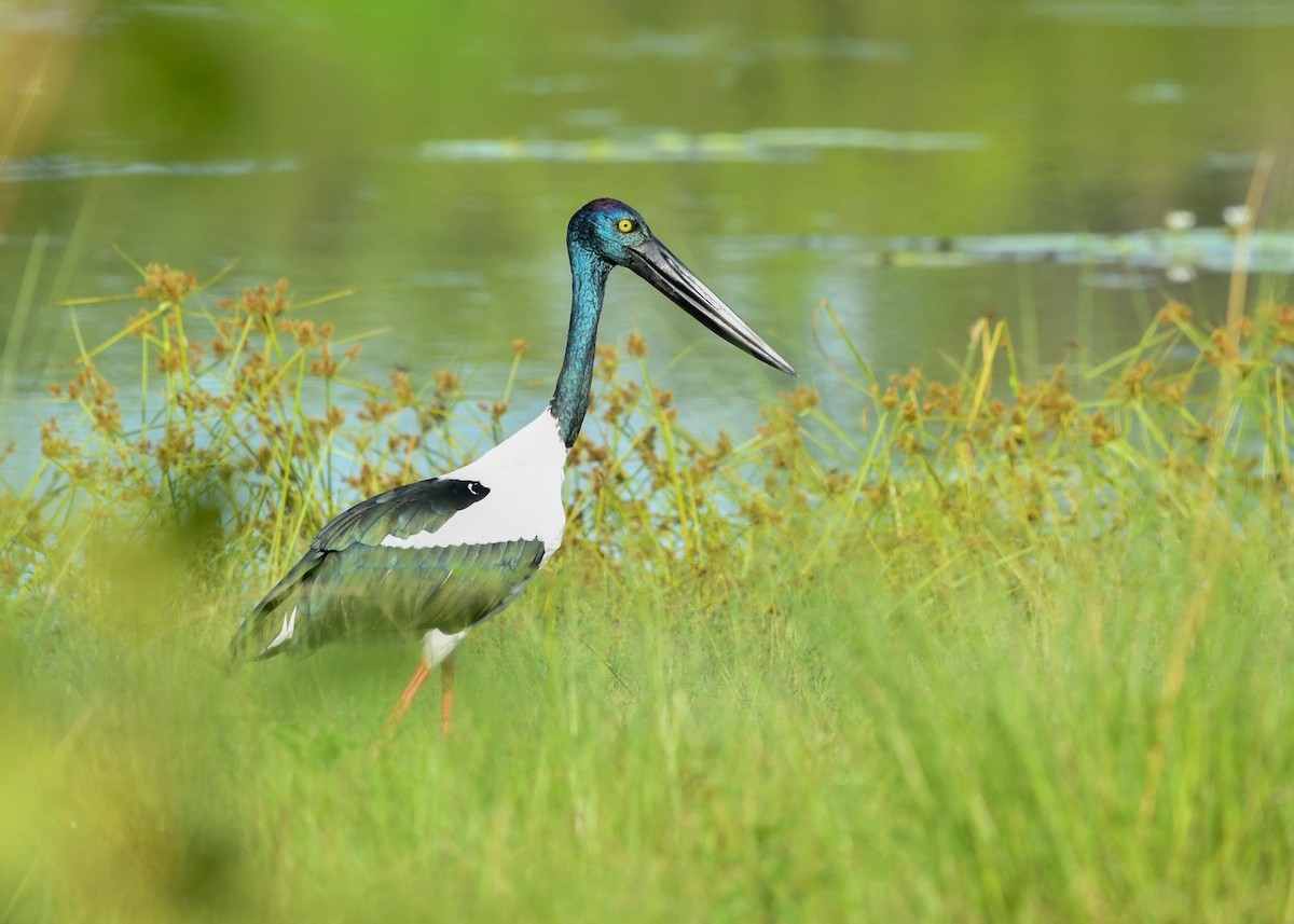 čáp černokrký - ML647209567