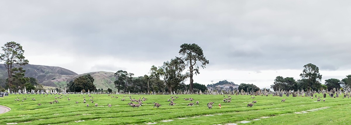 Kanadagans - ML647209568