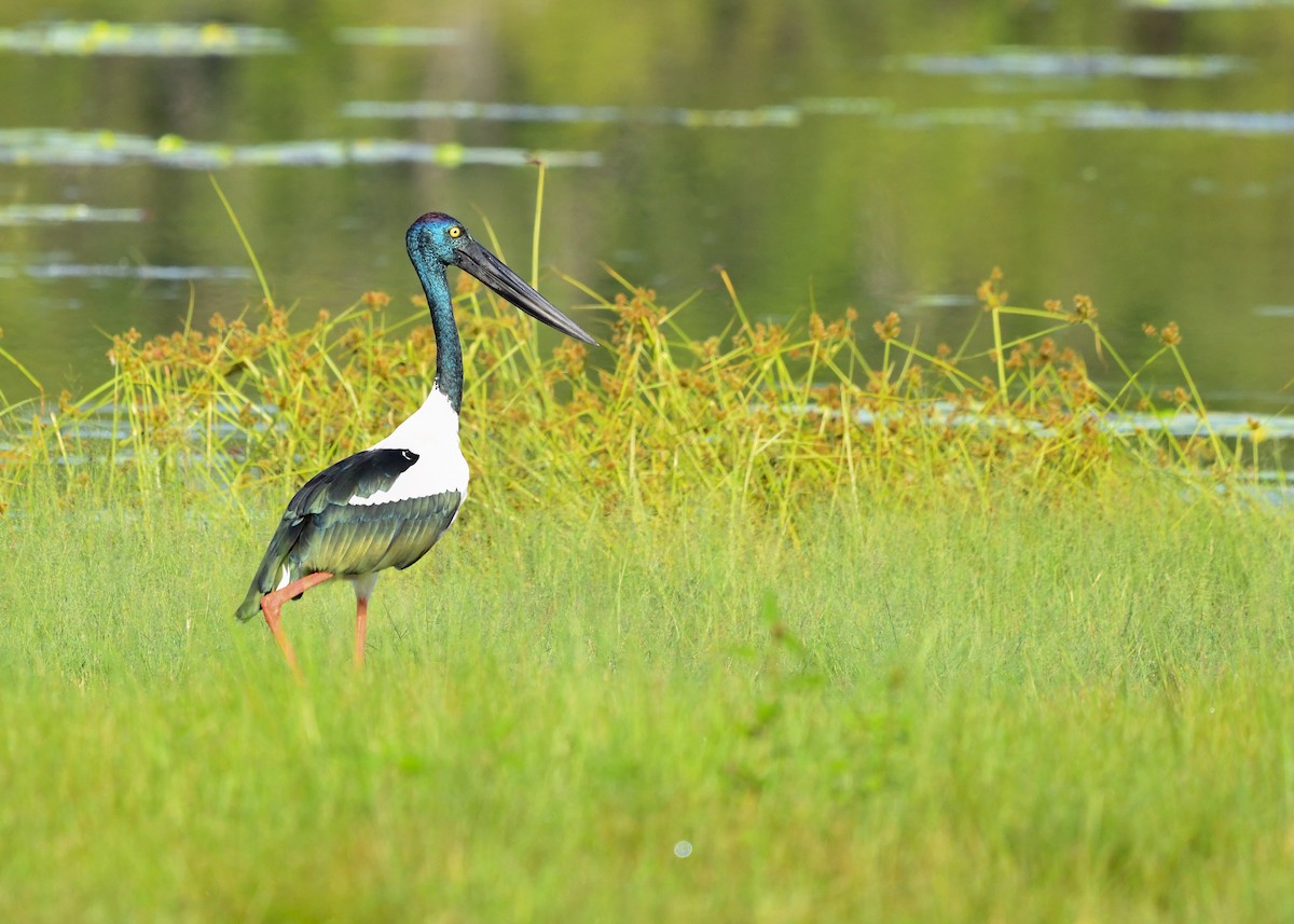 čáp černokrký - ML647209570