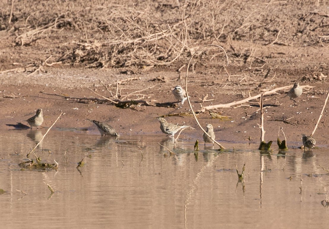 Chestnut-collared Longspur - ML647209571