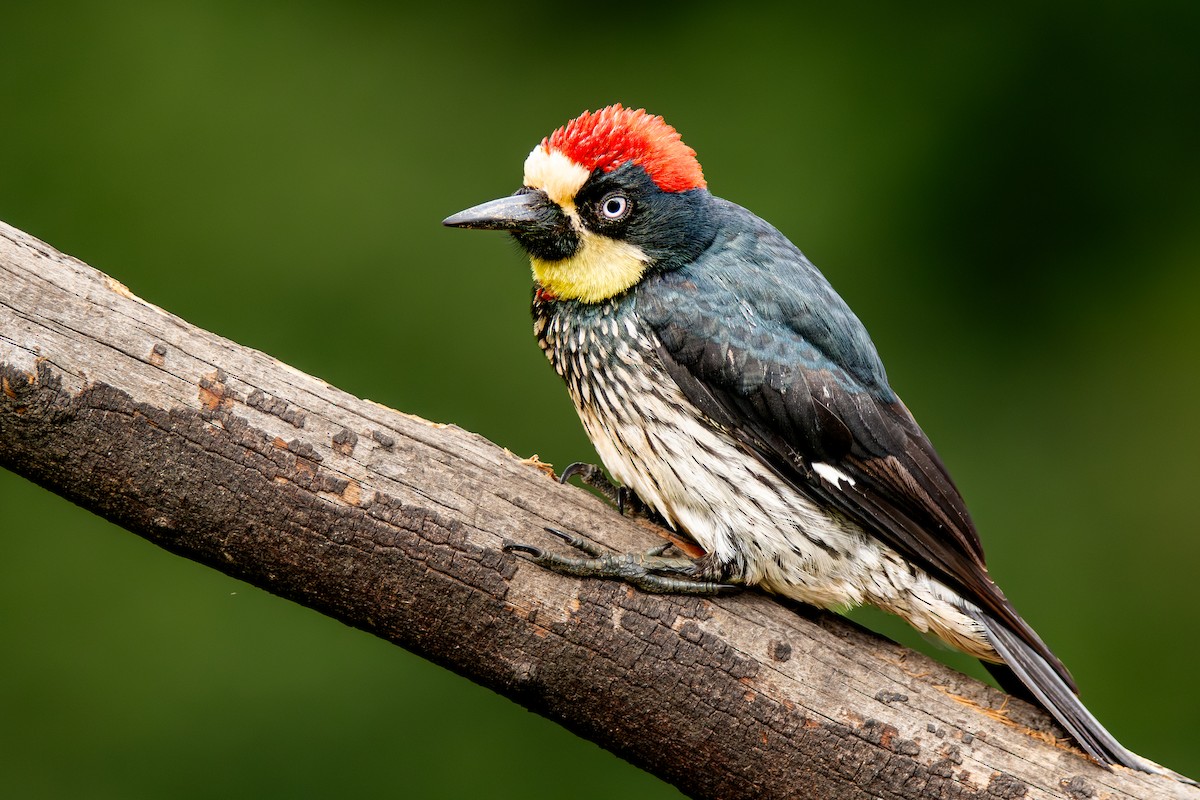 Acorn Woodpecker - ML647209573