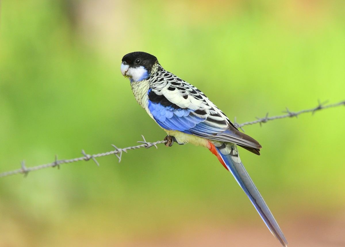 Northern Rosella - ML647209587