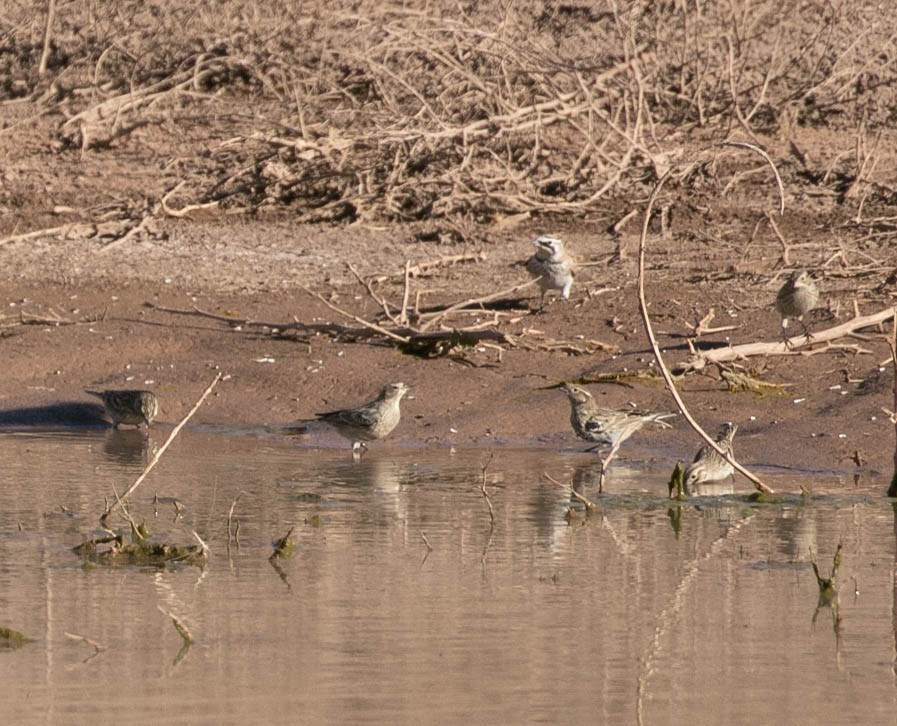 Chestnut-collared Longspur - ML647209590