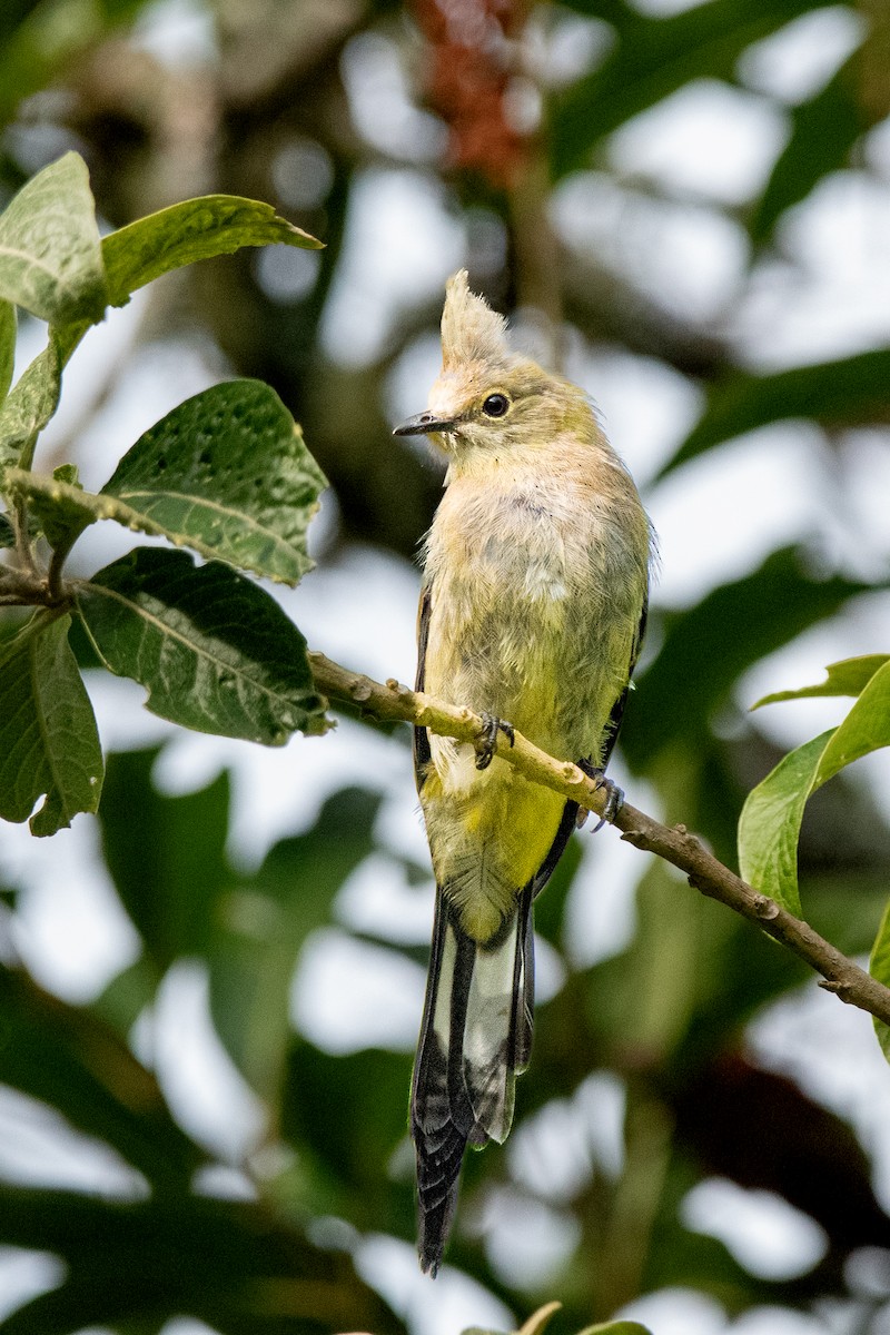 Long-tailed Silky-flycatcher - ML647209607