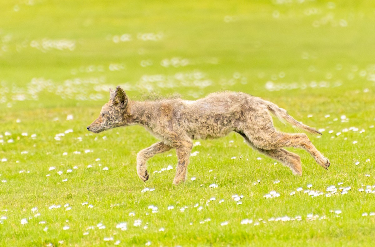 California Valley Coyote - ML647209609
