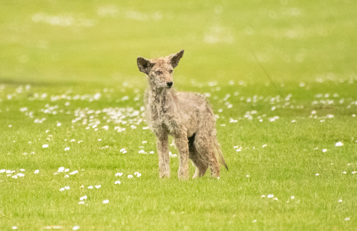 California Valley Coyote - ML647209610