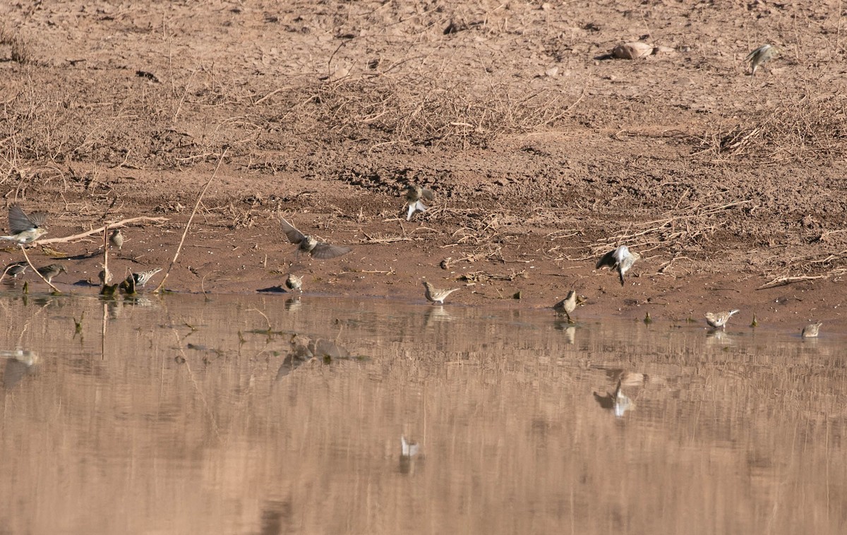 Chestnut-collared Longspur - ML647209611