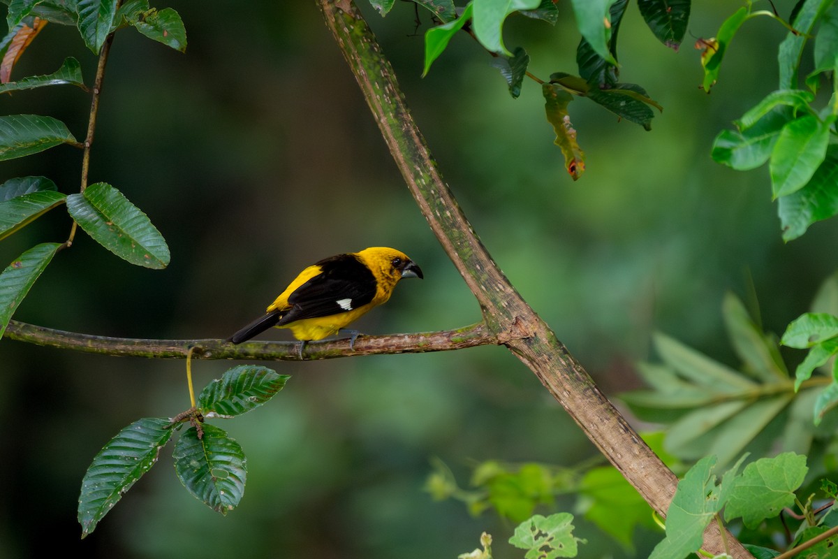 Black-thighed Grosbeak - ML647209617