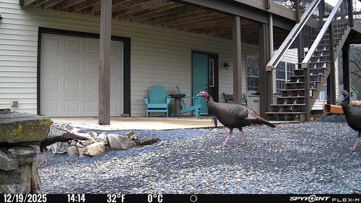 krocan divoký - ML647209619