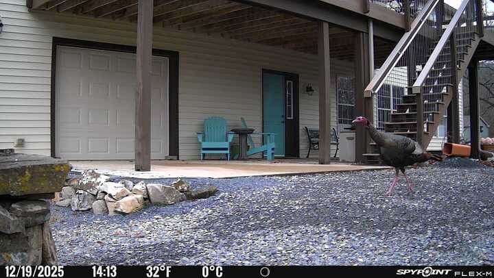 krocan divoký - ML647209620