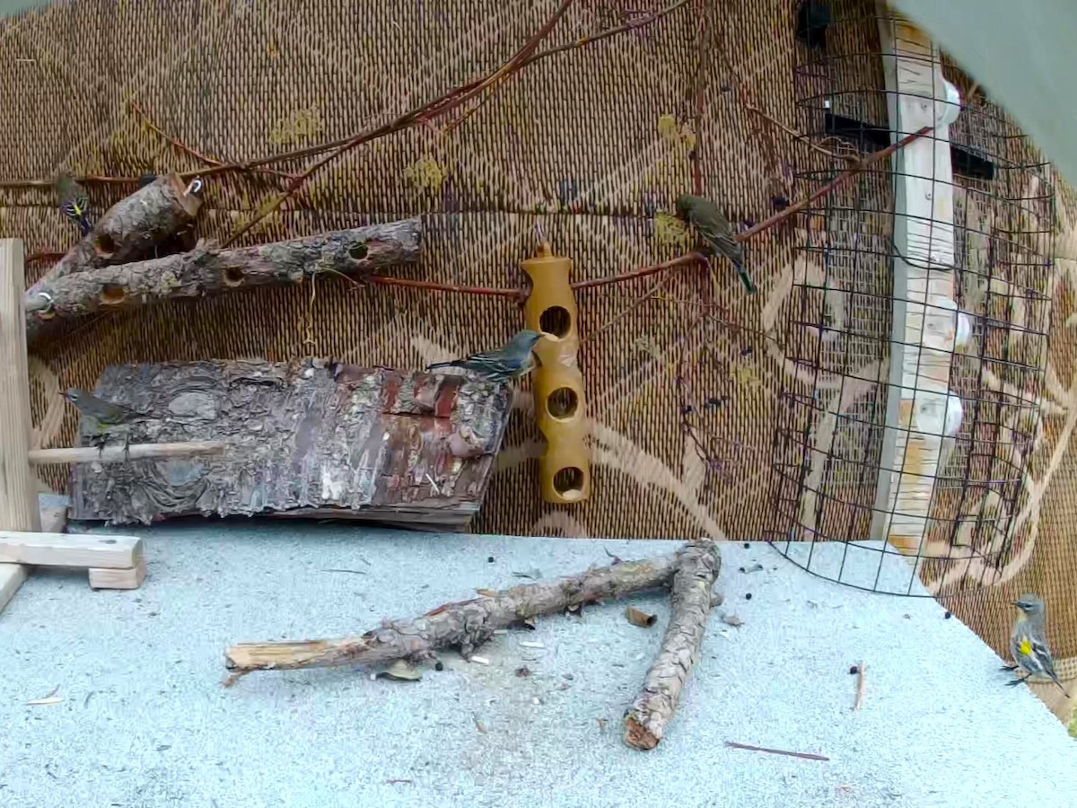 Yellow-rumped Warbler - ML647209631