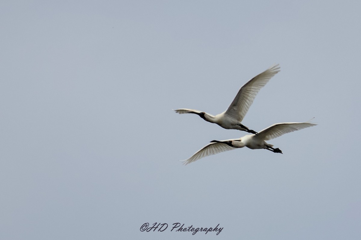 Косар королівський - ML647209632