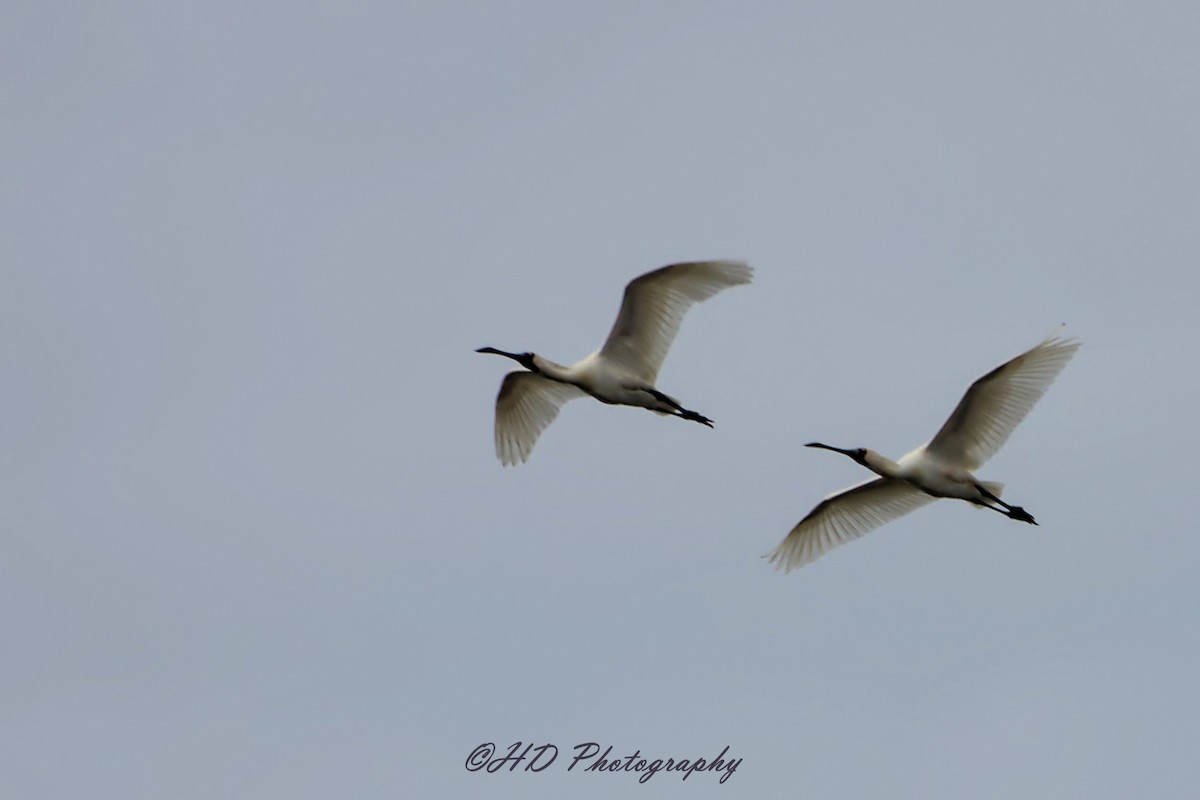 Косар королівський - ML647209633