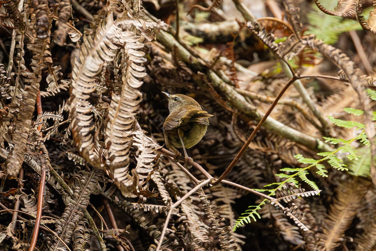 Aberrant Bush Warbler (Sunda) - ML647209642