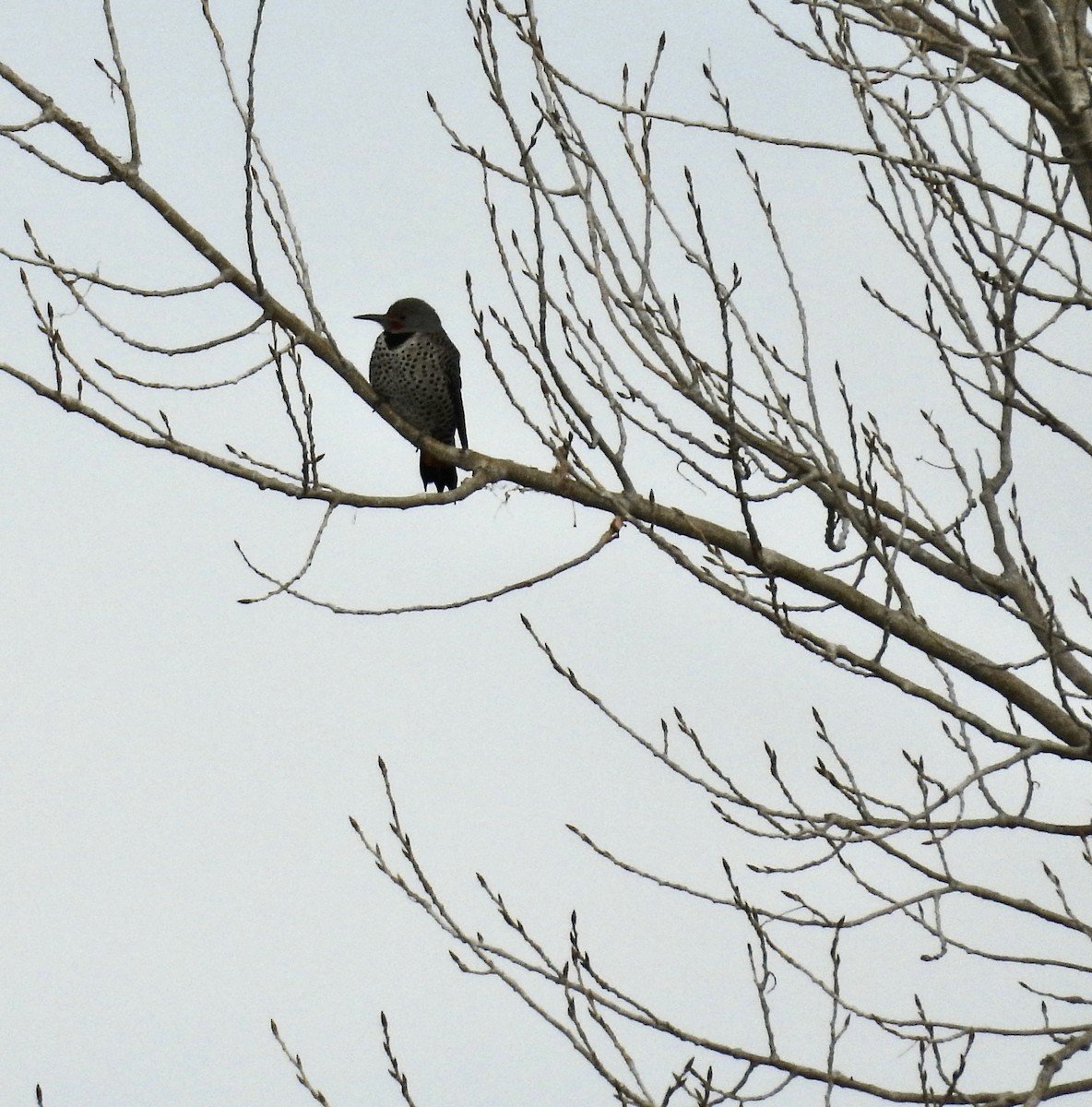 Northern Flicker - ML647209645