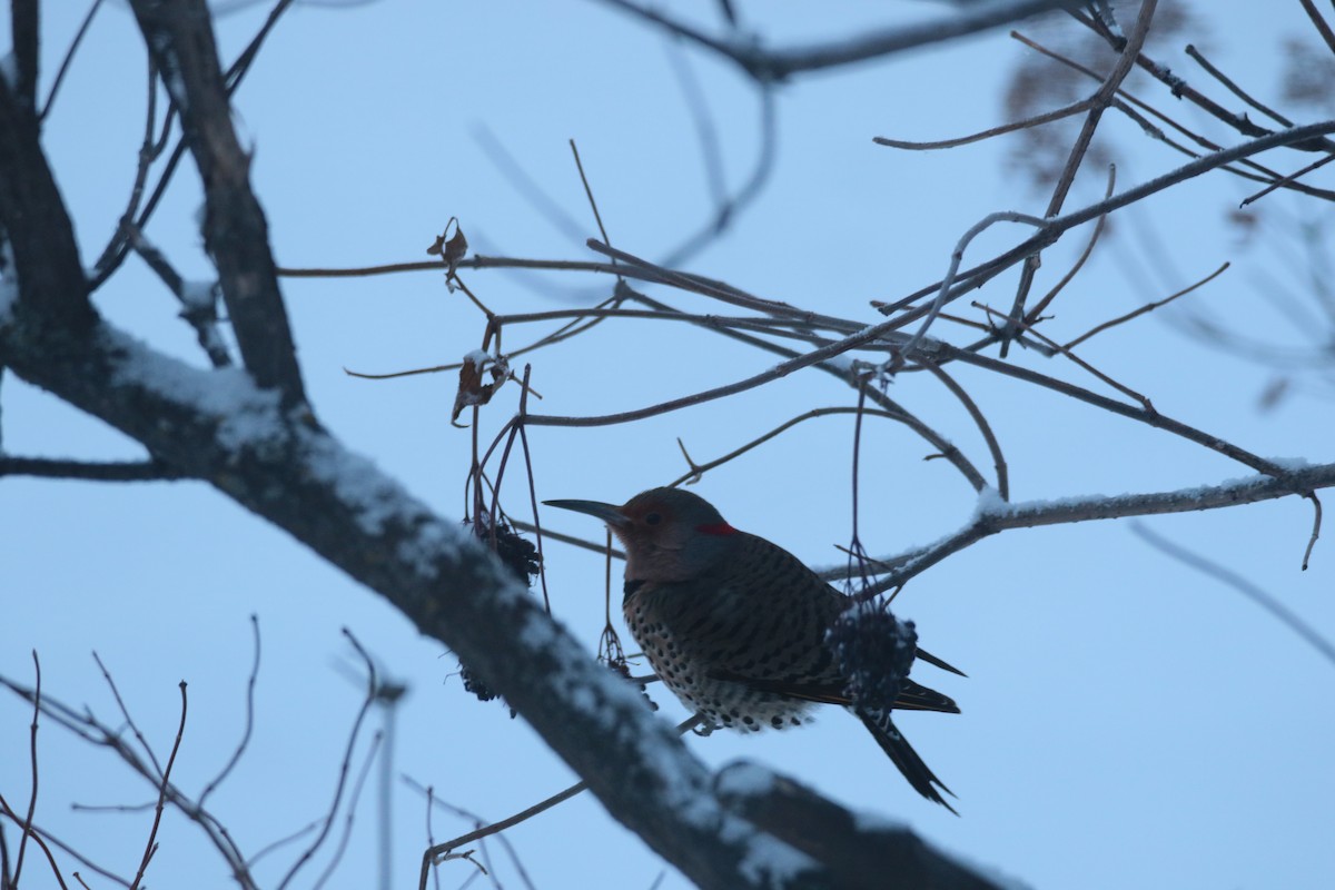 Northern Flicker - ML647209650