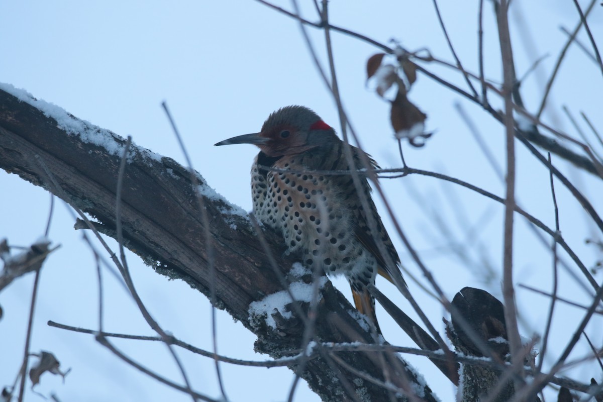 Northern Flicker - ML647209651