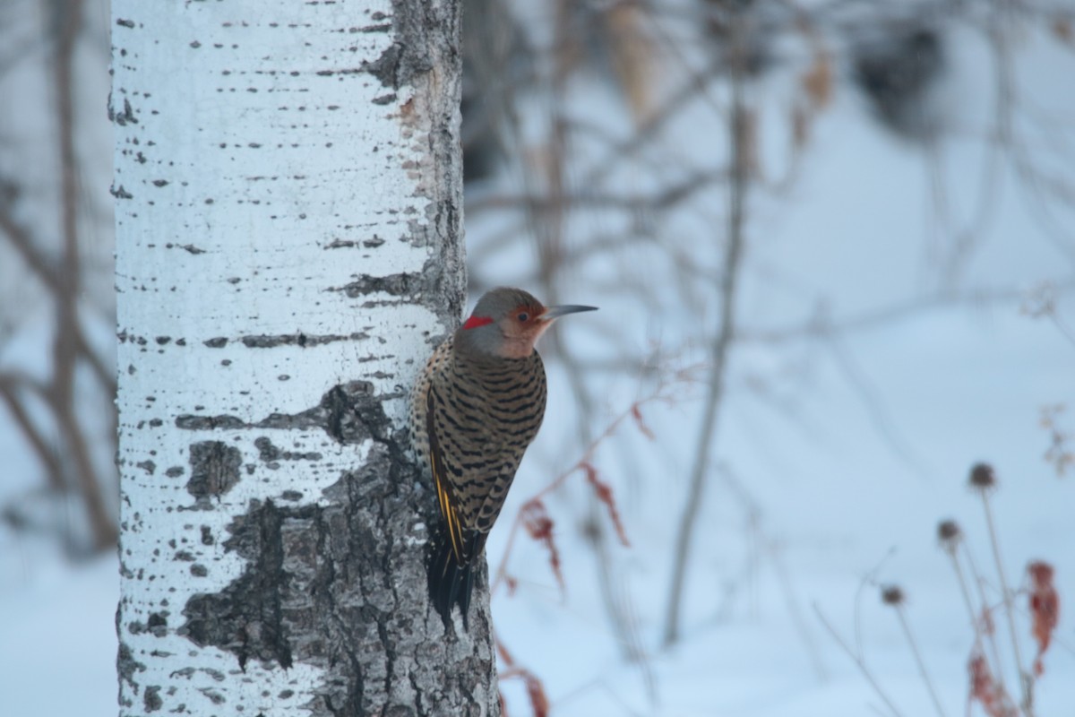 Northern Flicker - ML647209652