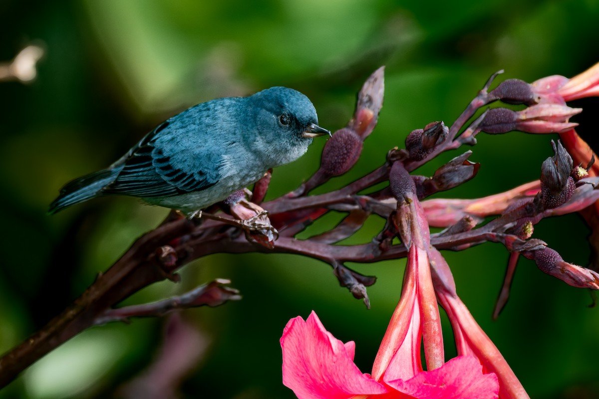 Slaty Flowerpiercer - ML647209655