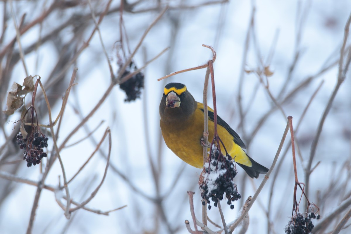 Evening Grosbeak - ML647209656