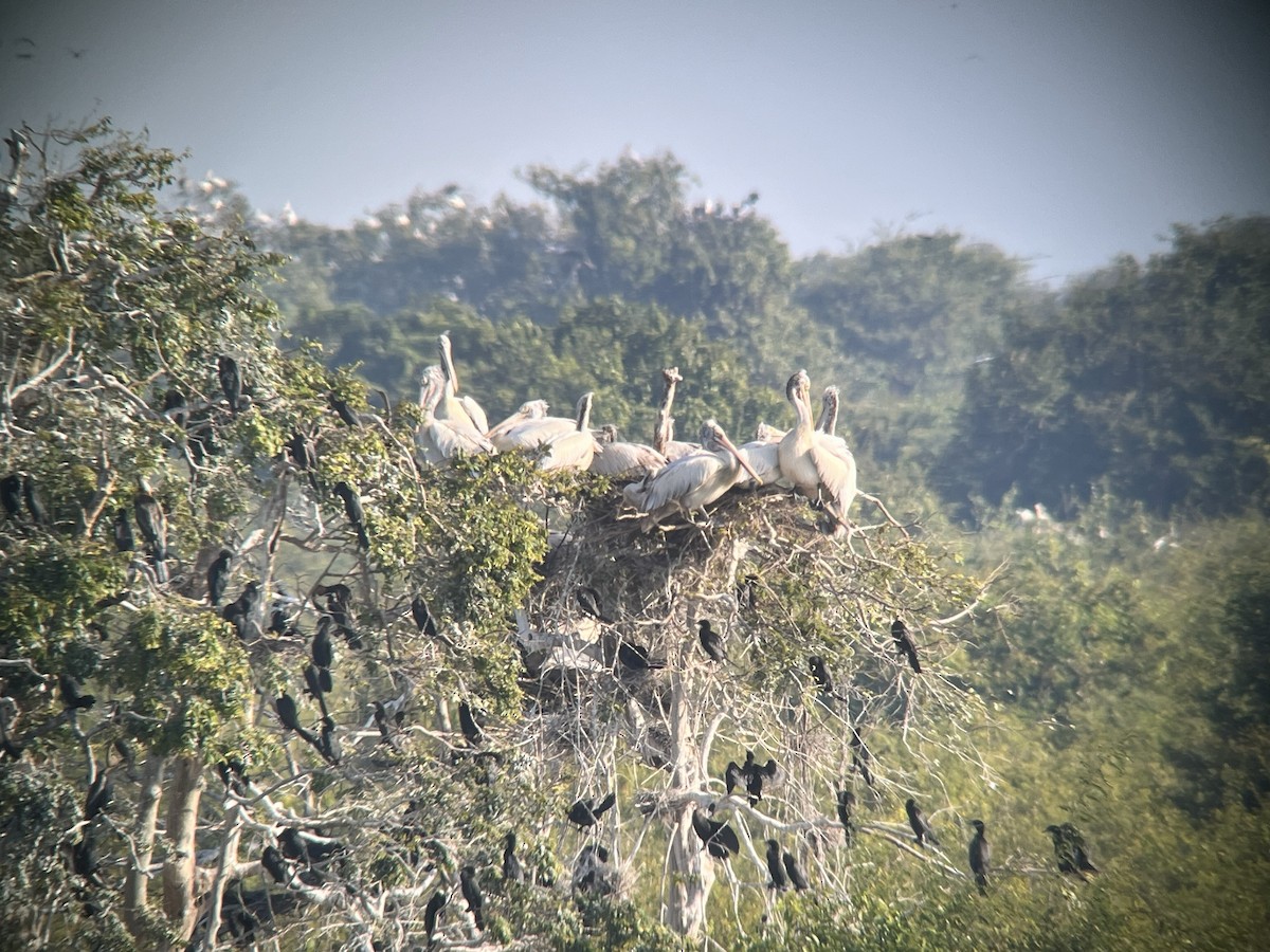 Пестроклювый пеликан - ML647209657