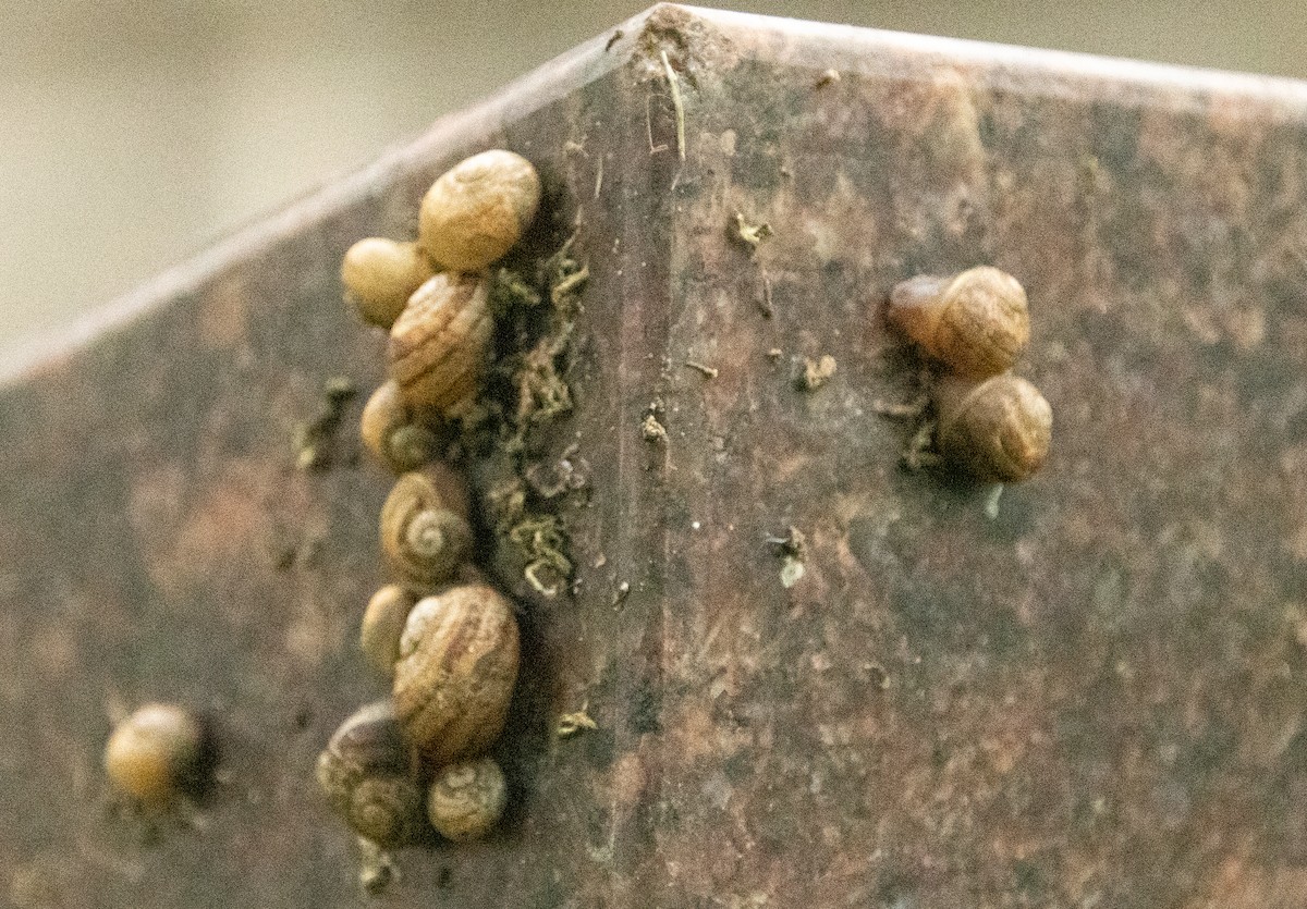 Mollusks - ML647209661