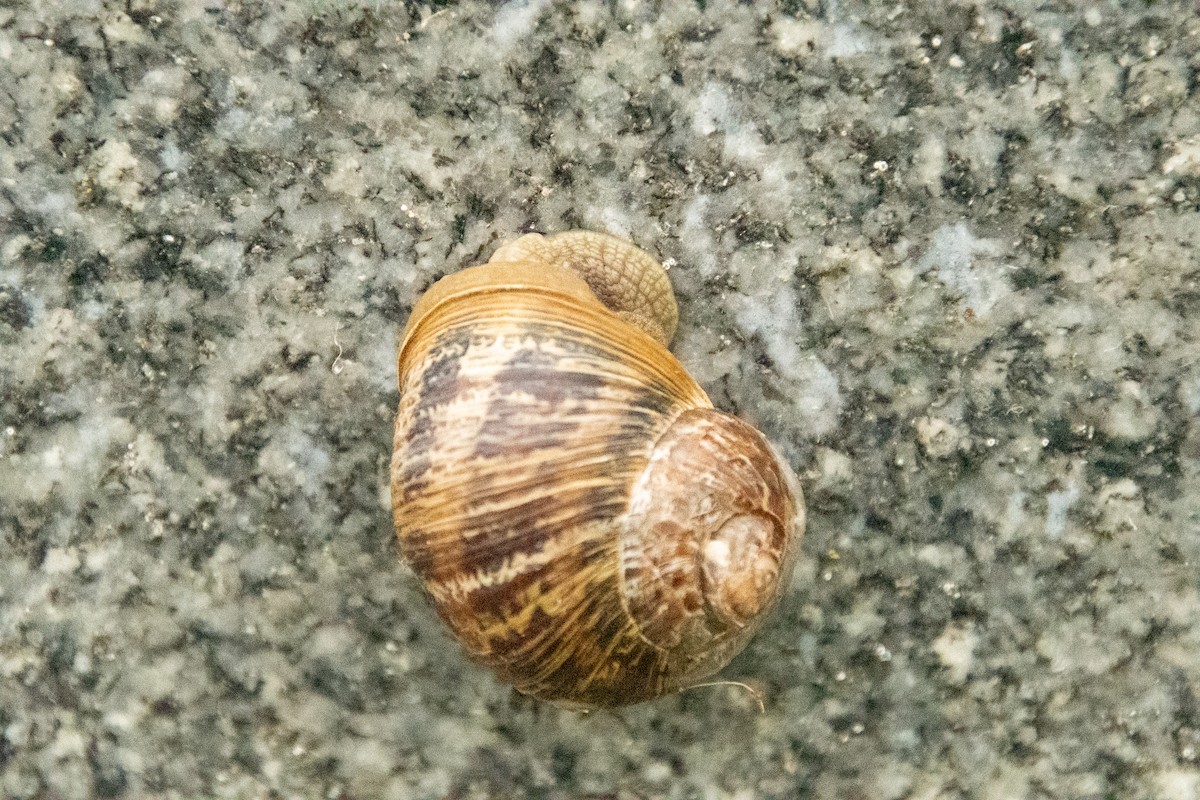 Mollusks - ML647209662