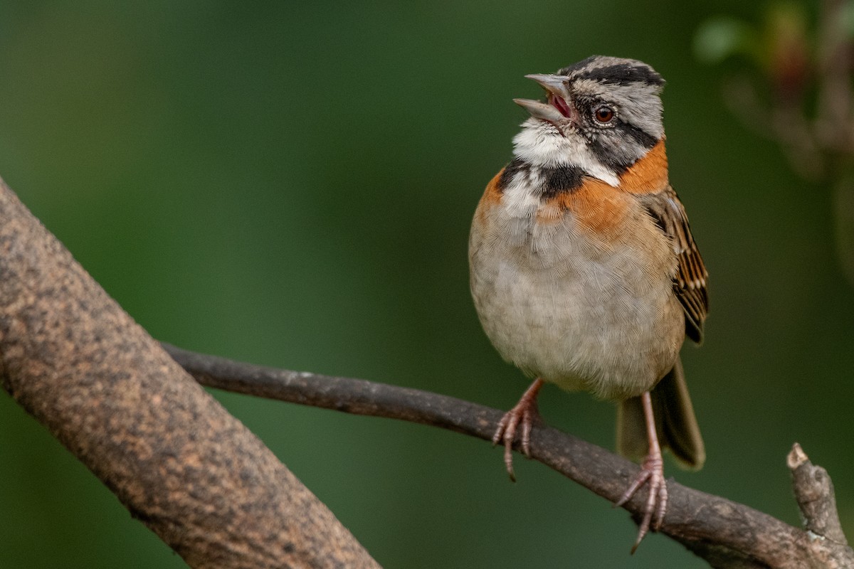 Rufous-collared Sparrow - ML647209666