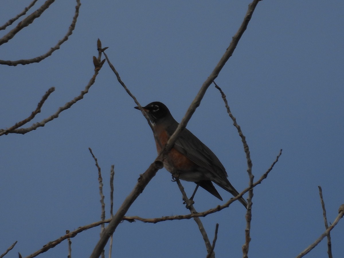 American Robin - ML647209668