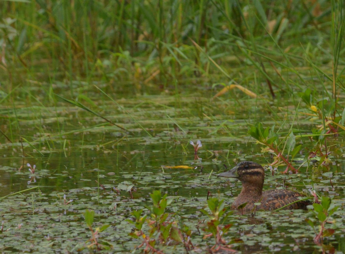 Masked Duck - ML647209670