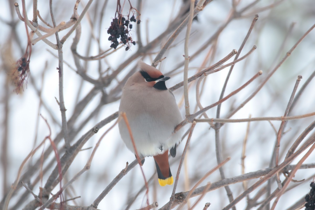 Bohemian Waxwing - ML647209687