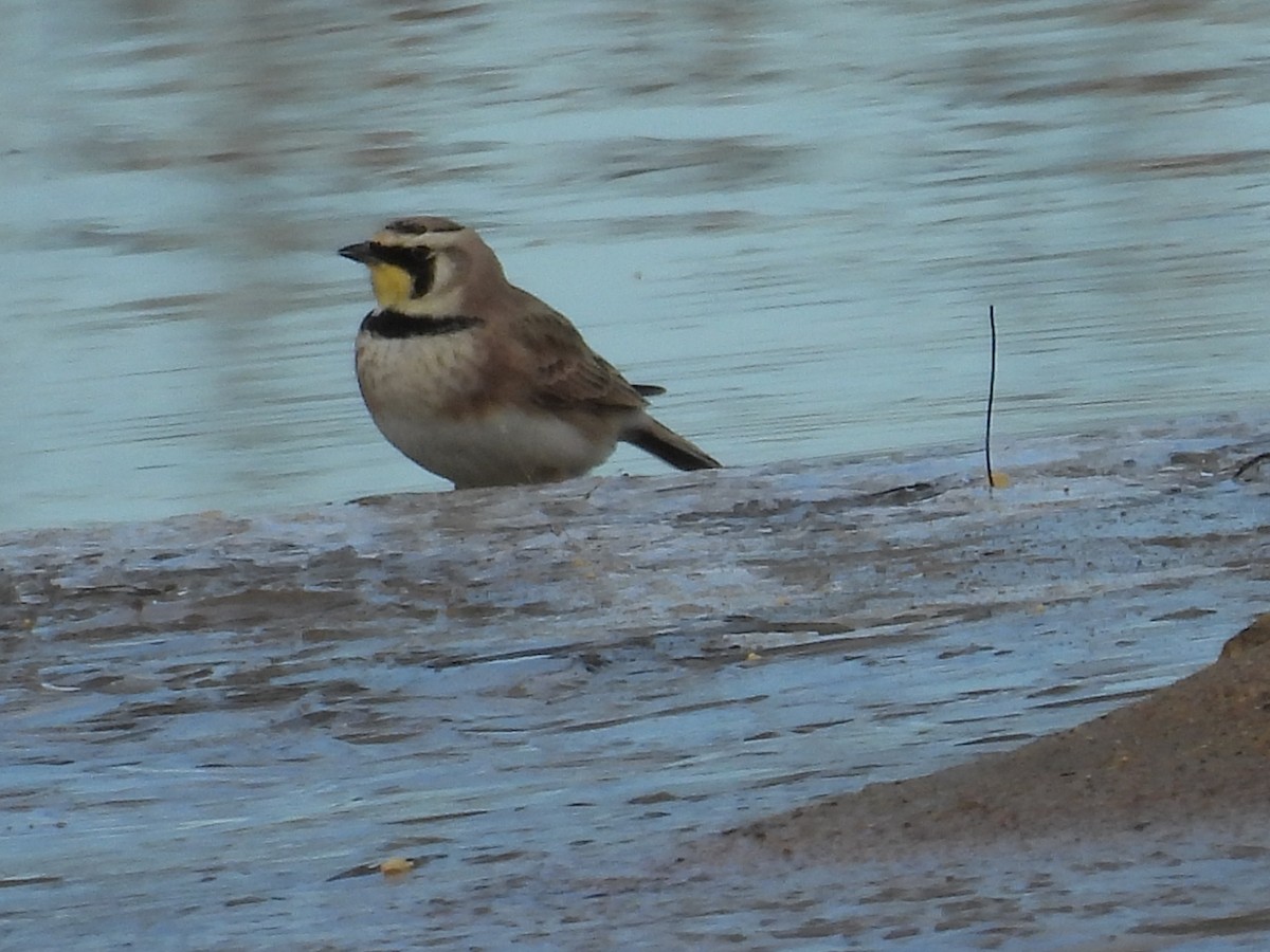 Alondra Cornuda - ML647209694