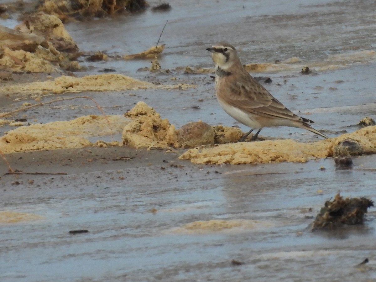 Alondra Cornuda - ML647209695